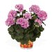 Ампельная плющелистная пеларгония (герань) Great Balls of Fire Light Lavender